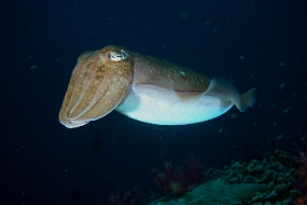 Birmanie - Mergui - 2018 - DSC02734 - Broadclub cuttlefish - Seiche - Sepia latimanus